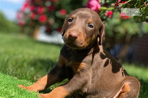 doberman pinscher puppies virginia|doberman breeders in virginia.